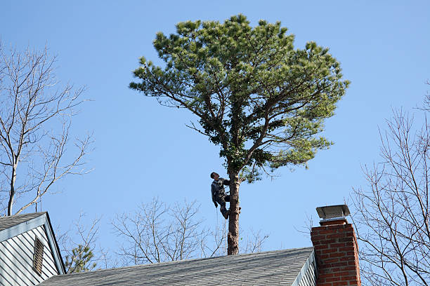 Best Lawn Dethatching  in USA